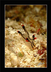 thecacera picta - mabul island BORNEO by Adriano Trapani 